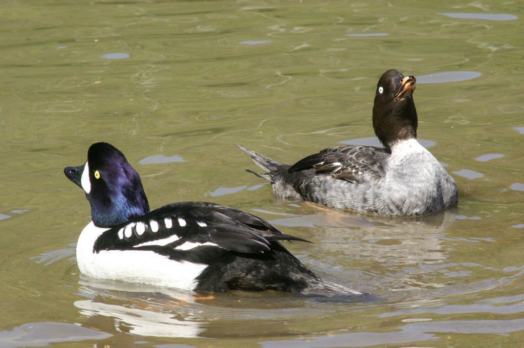 Barrows Goldeneye (Bucephala islandica) Pair